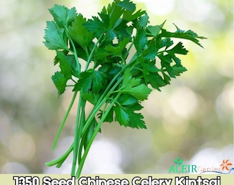 Chinese Celery Kintsai Dark Green Seeds 1350 Count Aromatic Garden Vegetable Variety Fast Shipping