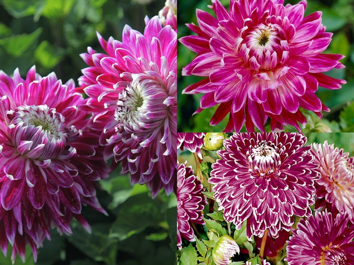 1 Bulb Dahlia Dinnerplate Vancouver Bulbs Plant Size 1 Purple Etsy