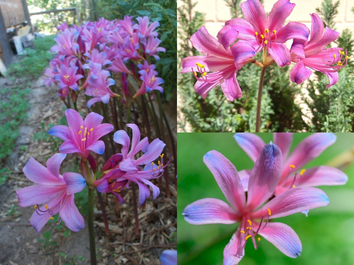 1 Bulb Lycoris Sprengeri 'electric Blue Spider Lily' Size 12/14 Cm