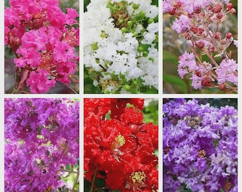 50 semillas de Lagerstroemia Indica de colores variados (Mirto crespón)
