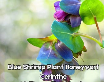 10 Blue Shrimp Plant Seeds – Honeywort Cerinthe major Pollinator Flower Fast Shipping
