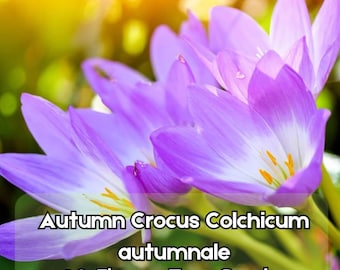 10 Autumn Crocus Seeds – Colchicum autumnale Meadow Saffron Ornamental Flower Fast Shipping
