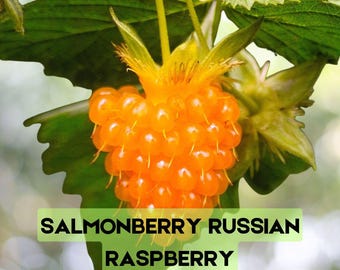 20 semillas de frambuesa rusa (Rubus spectabilis), arbusto comestible nativo.