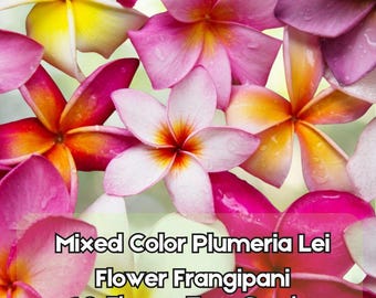 10 Mixed Colors Plumeria Seeds – Frangipani Lei Flower Mix Pink Red Yellow White – Fast Shipping