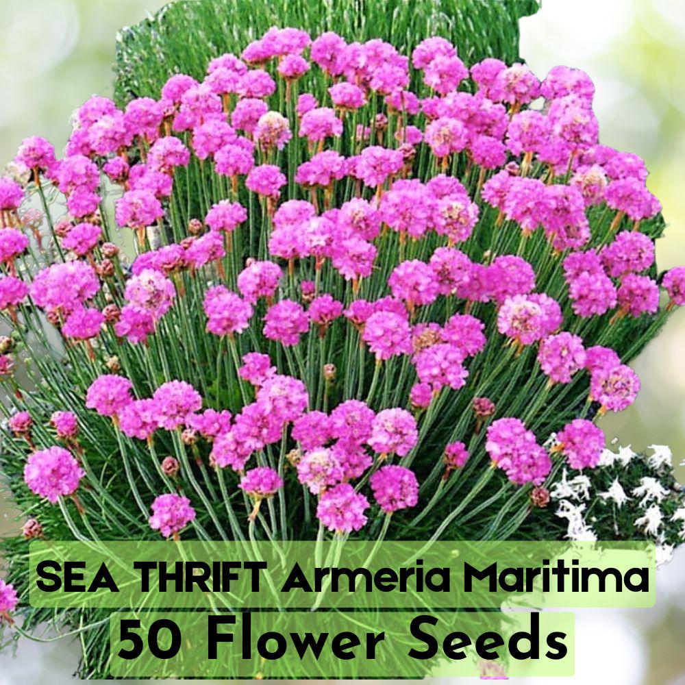 agence anthurium 974 Pink Anthurium | Exotic & Vibrant Blooms