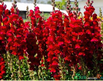 250 Ruby Red Snapdragon Seeds – Antirrhinum majus Bright Red Blooms Garden Annual – Fast Shipping