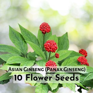 Asian Ginseng (Panax Ginseng) – 10 Seeds