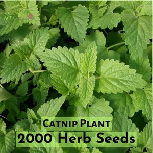 2,000 Catnip Seeds – Non-GMO Herb Seeds for Cats & Gardens | Perennial Catmint Seeds