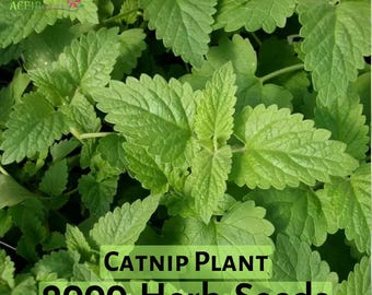2,000 Catnip Seeds – Non-GMO Herb Seeds for Cats & Gardens | Perennial Catmint Seeds