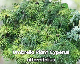 50 Umbrella Plant Cyperus alternifolius Grass Sedge Fast Shipping