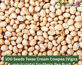 100 Seeds Texas Cream Cowpea (Vigna unguiculata) Southern Pea Bush Fast Shipping