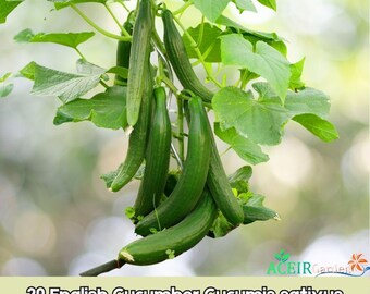 30 semillas de pepino inglés (Cucumis sativus) Envío rápido