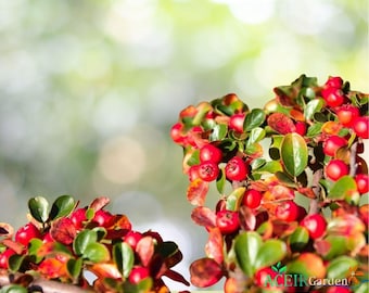20 Gayuba (Arctostaphylos uva-ursi) Kinnikinnick Arbusto / Semillas de cubierta vegetal - Envío rápido