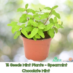 May include: A potted mint plant with vibrant green leaves. The plant is in a brown plastic pot. The text at the bottom reads "15 Seeds Mint Plants - Spearmint Chocolate Mint". The background is a soft, blurred green and white.