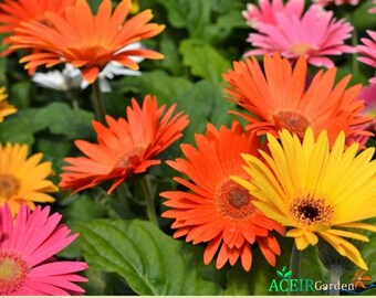 20 Mixed Gerbera Daisy Seeds – Gerbera jamesonii Barberton African Daisy Flower Mix – Bright Ornamental Blooms – Fast Shipping