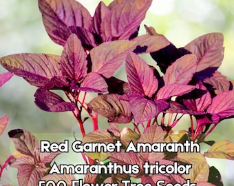 500 Red Garnet Amaranth Seeds – Amaranthus tricolor Vegetable & Flower Fast Shipping