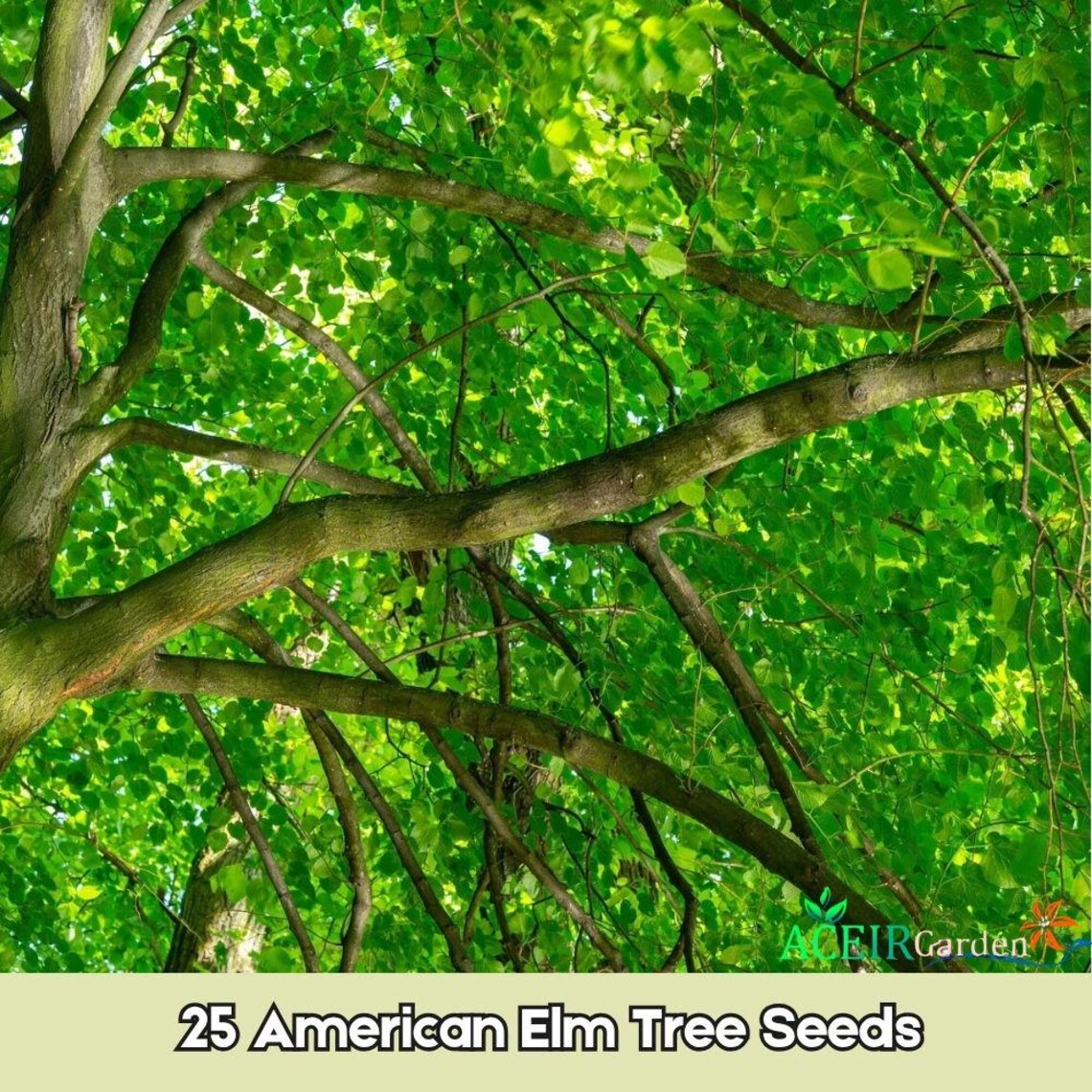 25 American Elm Tree Seeds – Ulmus Americana Hardy Shade Tree With Red ...