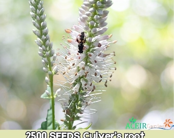 2500 Seeds Veronicastrum virginicum Culver's Root Native Wildflower Fast Shipping