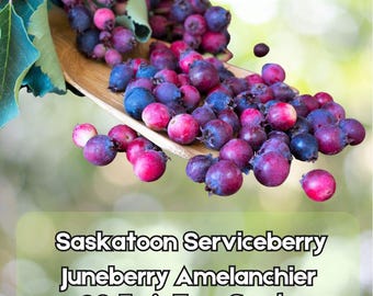 20 Saskatoon Serviceberry Seeds – Juneberry Amelanchier alnifolia Purple Fruit Fast Shipping