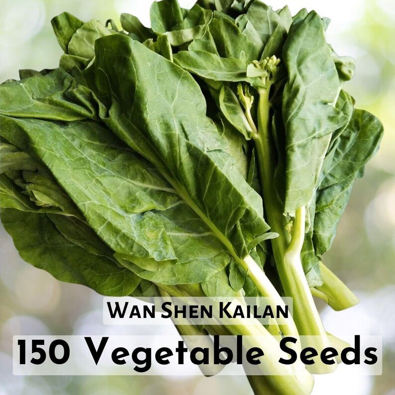 150 Seeds Wan Shen Kailan Plant Vegetable Seeds Fast Ship - Etsy