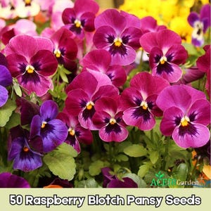 May include: Close-up of vibrant raspberry blotch pansies with deep purple centers and yellow accents. The image includes the text "50 Raspberry Blotch Pansy Seeds" at the bottom, indicating the product is for gardening.
