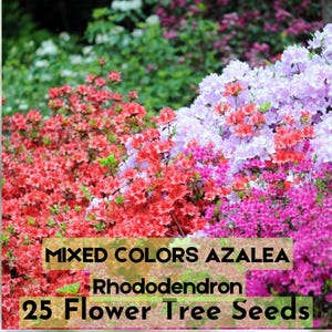 25 Mixed Colors Azalea Seeds – Rhododendron – Vibrant Spring Blooms – Shade-Loving Evergreen Shrub Fast Shipping