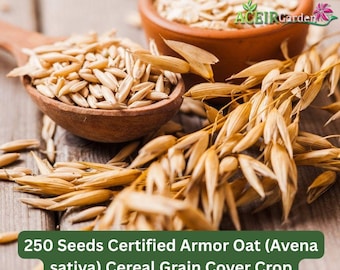 250 Seeds Certified Armor Oat (Avena sativa) Cereal Grain Cover Crop Fast Shipping
