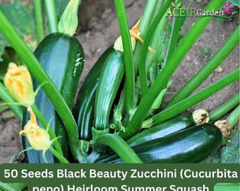 50 Seeds Black Beauty Zucchini (Cucurbita pepo) Heirloom Summer Squash Fast Shipping