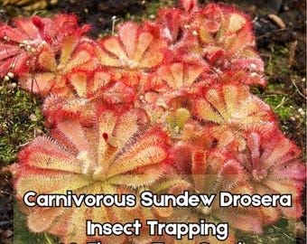 10 semillas de Drosera carnívora (planta de pantano exótica que atrapa insectos, fácil de cultivar) - Envío rápido