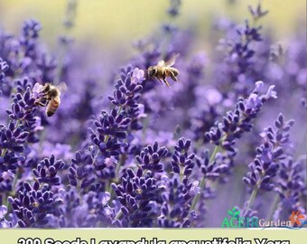 200 semillas de lavanda inglesa Vera (Lavandula angustifolia) para jardín de hierbas.
