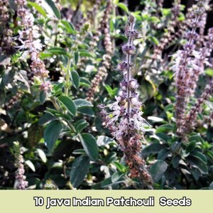 May include: Close-up of Java Indian Patchouli plants with green leaves and purple flower spikes. The image includes the text "10 Java Indian Patchouli Seeds" at the bottom, indicating the product is seeds for planting.