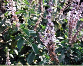 10 Java Indian Patchouli (Pogostemon heyneanus) Fragrant Herb Seeds – Fast Shipping