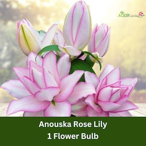 1 Bulb Anouska Rose Lily – Fragrant Double Oriental Lily, 2ft Tall Hardy Perennial