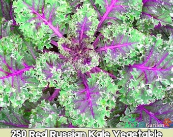 250 semillas de col rizada roja rusa / Verduras tradicionales resistentes al frío / Brassica oleracea