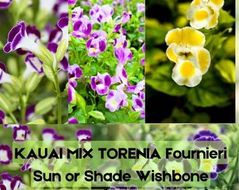 10 semillas de flores de espoleta de sol o sombra KAUAI MIX TORENIA Fournieri