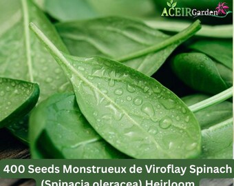 400 Seeds Monstrueux de Viroflay Spinach (Spinacia oleracea) Heirloom Fast Shipping