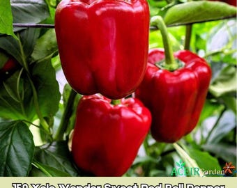 150 semillas de pimiento rojo dulce Yolo Wonder (Capsicum annuum) Envío rápido
