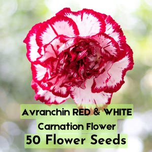 50 Avranchin Red & White Carnation Seeds – Dianthus caryophyllus Chabaud Flowers Fast Shipping