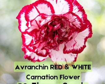 50 Avranchin Red & White Carnation Seeds – Dianthus caryophyllus Chabaud Flowers Fast Shipping