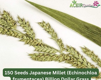 150 Seeds Japanese Millet (Echinochloa frumentacea) Billion Dollar Grass Fast Shipping