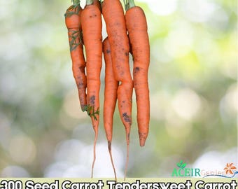 Tendersweet Carrot Seeds 300 Count Heirloom Vegetable Variety for Home Gardens Fast Shipping