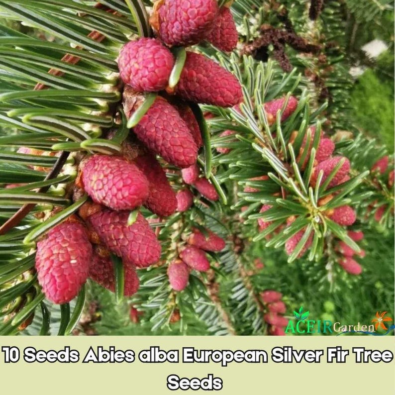 European Silver Tree 10 Seeds Abies Alba European Silver Fir Tree Seeds Fast Shipping - Etsy