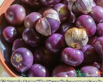 50 semillas de tomatillo morado (Physalis ixocarpa) Envío rápido