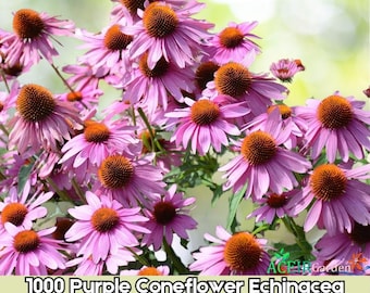 1000 Purple Coneflower Echinacea Purpurea Seeds, Medicinal Herb, Fast Shipping