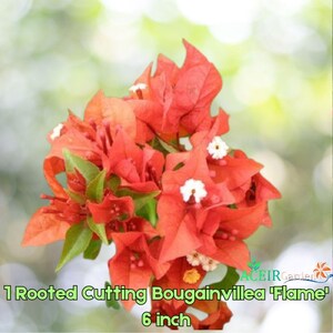 May include: A cluster of vibrant orange bougainvillea flowers with green leaves. The image includes the text "1 Rooted Cutting Bougainvillea 'Flame'" and "6 inch". The flowers have small white accents.