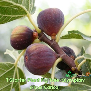 May include: Close-up of a fig tree branch with several ripe figs. The figs are a deep purple color with a slightly speckled surface. The leaves are green, and the text reads "1 Starter Plant Fig Tree 'Olympian' (Ficus Carica)".