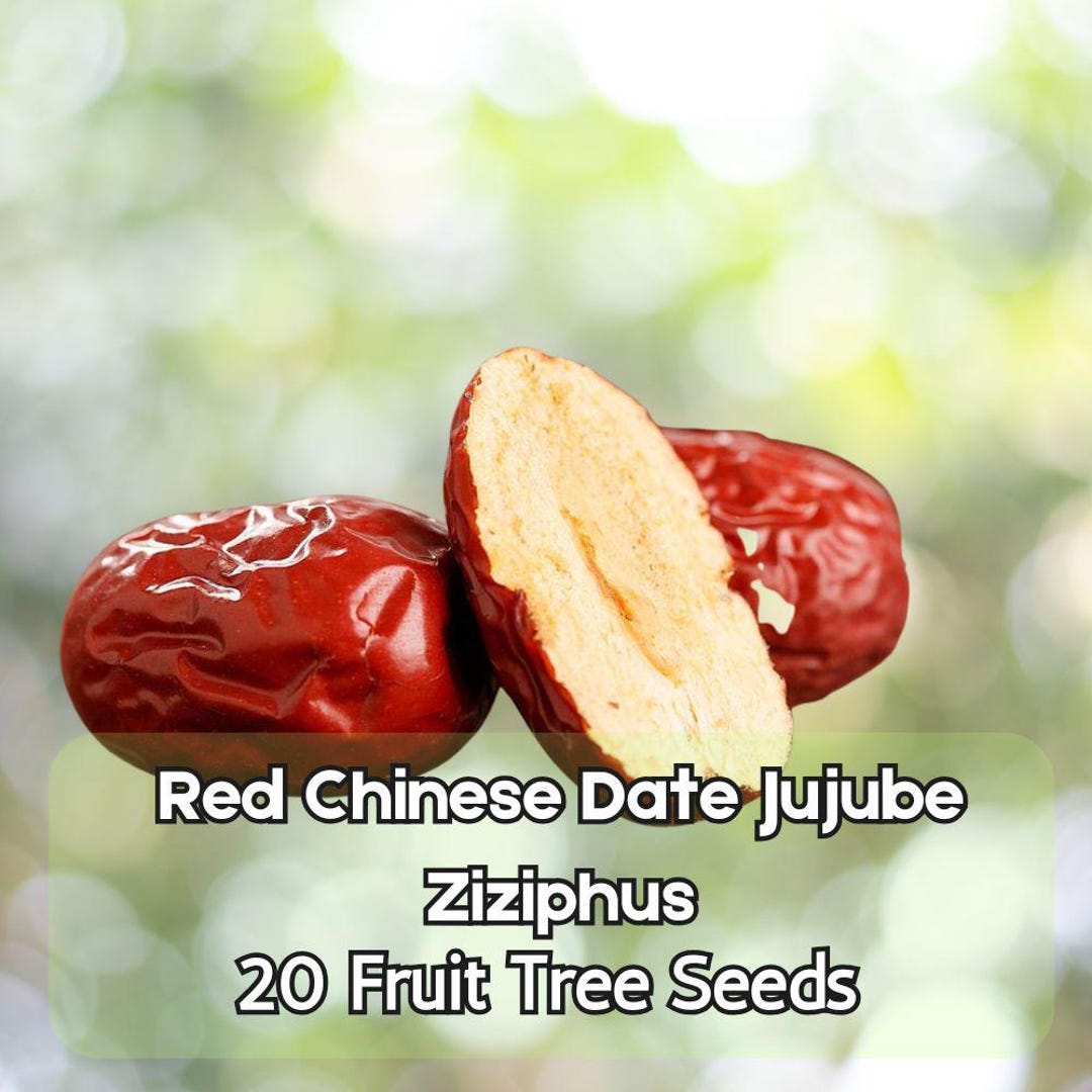 20 Red Chinese Date Tree Seeds – Edible Jujube Ziziphus Jujuba Fast ...