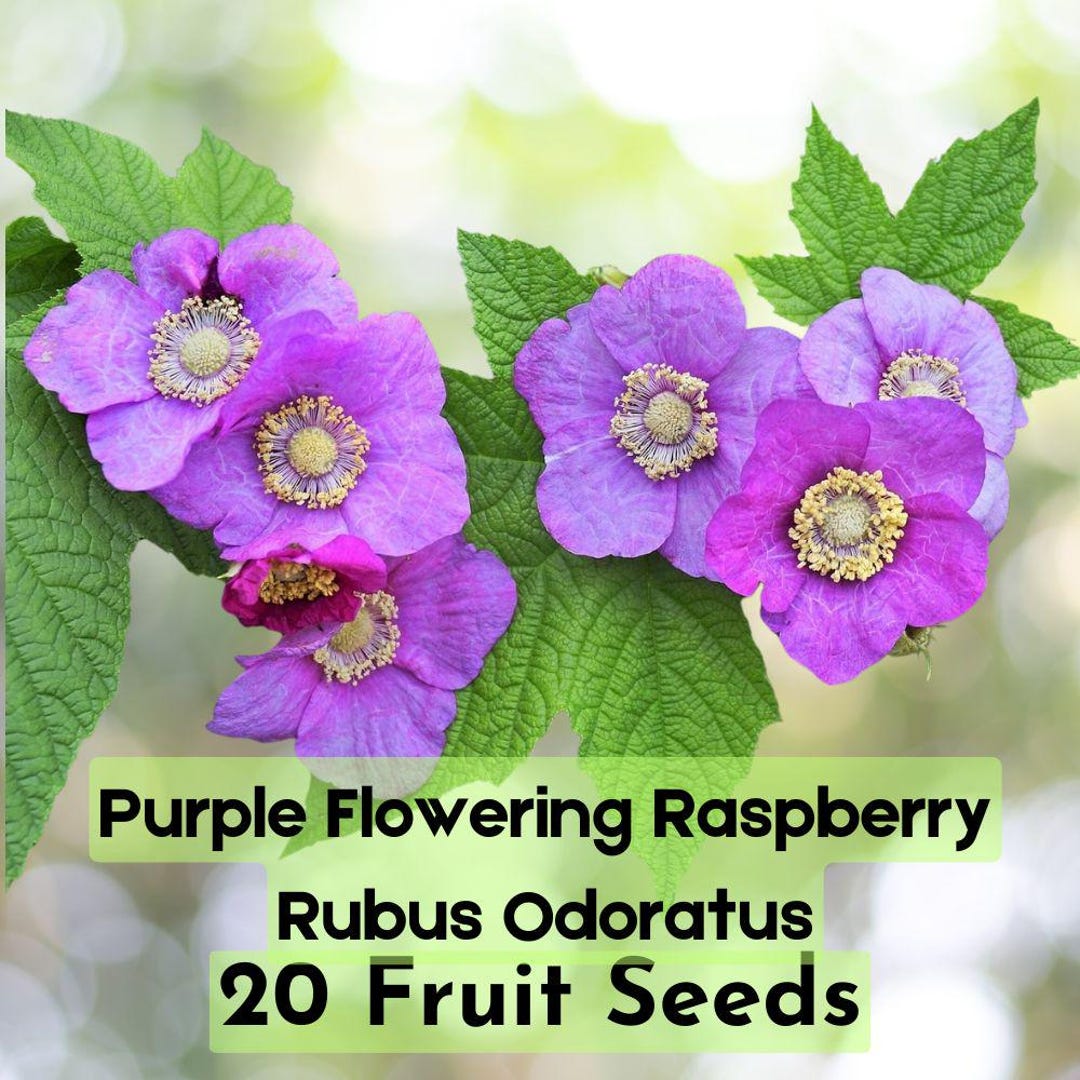 Purle Raspberry 20 Purple Flowering Raspberry Seeds – Rubus Odoratus – Thornless Edible ...