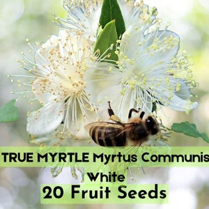 20 True Myrtle Seeds – Myrtus communis – Aromatic Evergreen Shrub with White Flowers & Edible Blue Berries