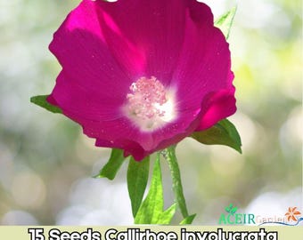15 Seeds Callirhoe involucrata Purple Poppy Mallow Native Wildflower Fast Shipping